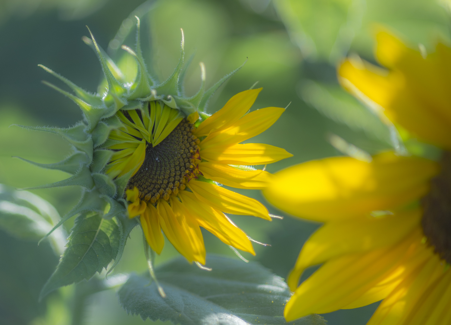 Geburt einer Sonnenblume