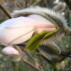 Geburt einer Sternmagnolienblüte