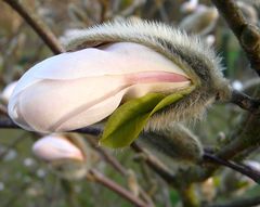 Geburt einer Sternmagnolienblüte