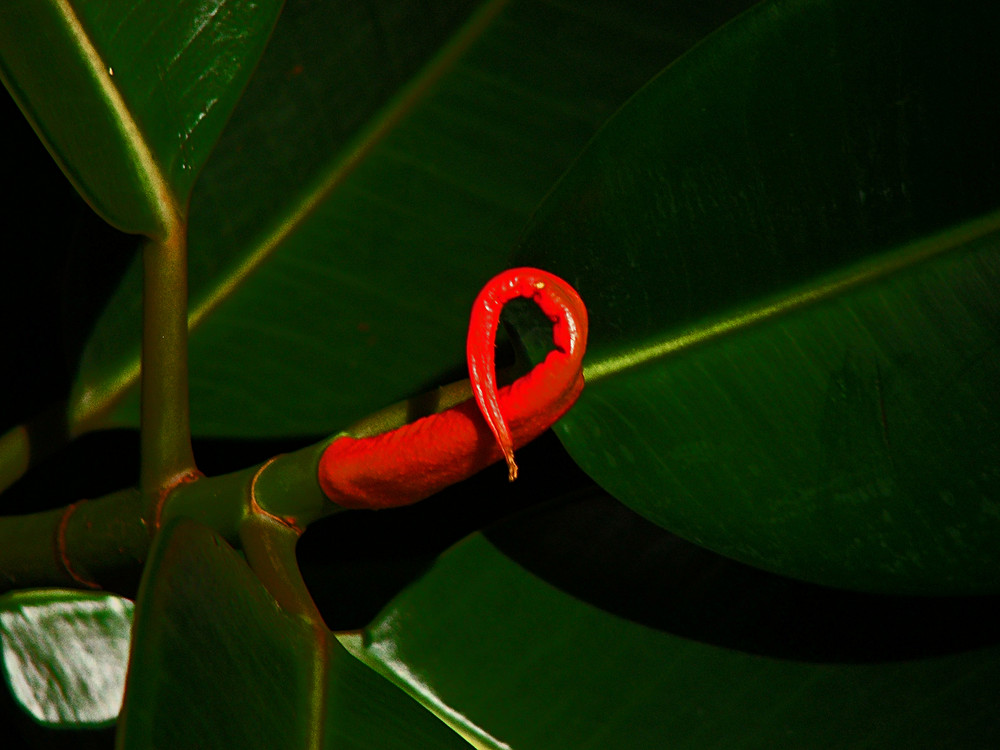 Geburt eines Ficusblattes