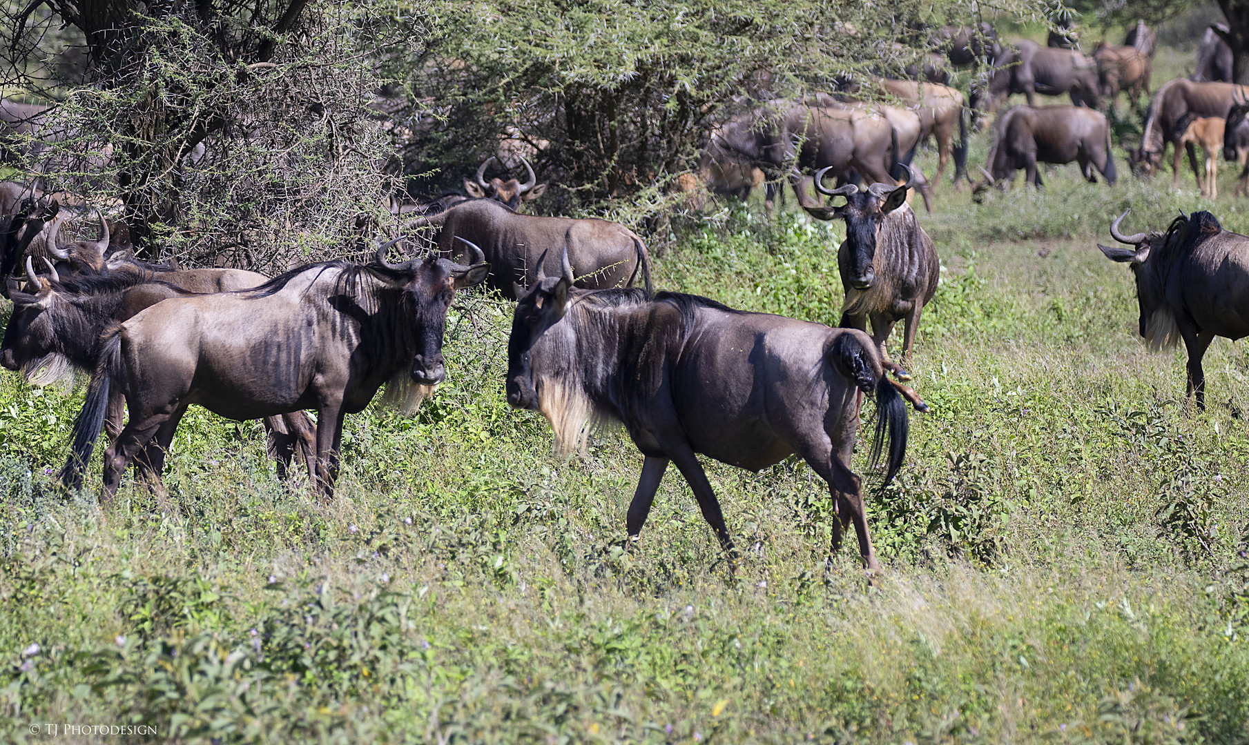 Geburt eines Gnus