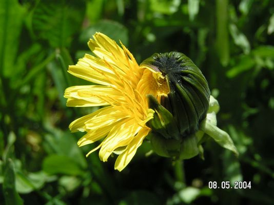 Geburt eines Löwenzahns