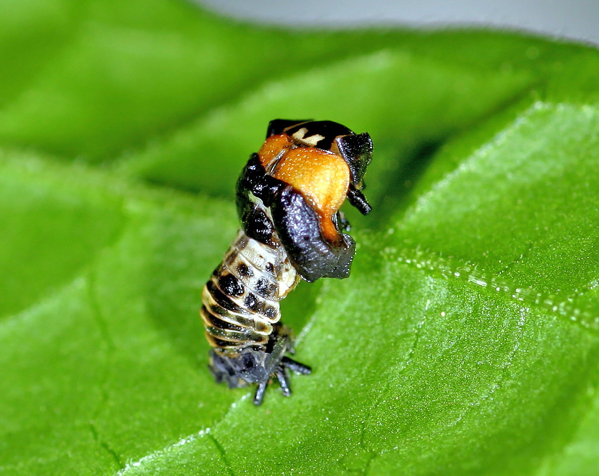 Geburt eines Marienkäfer - Birth of a ladybird.