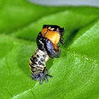 Geburt eines Marienkäfer - Birth of a ladybird.