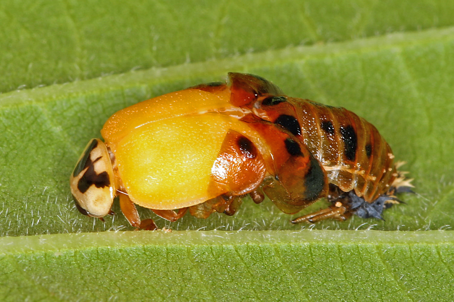 Geburt eines Marienkäfers [Metamorphose]