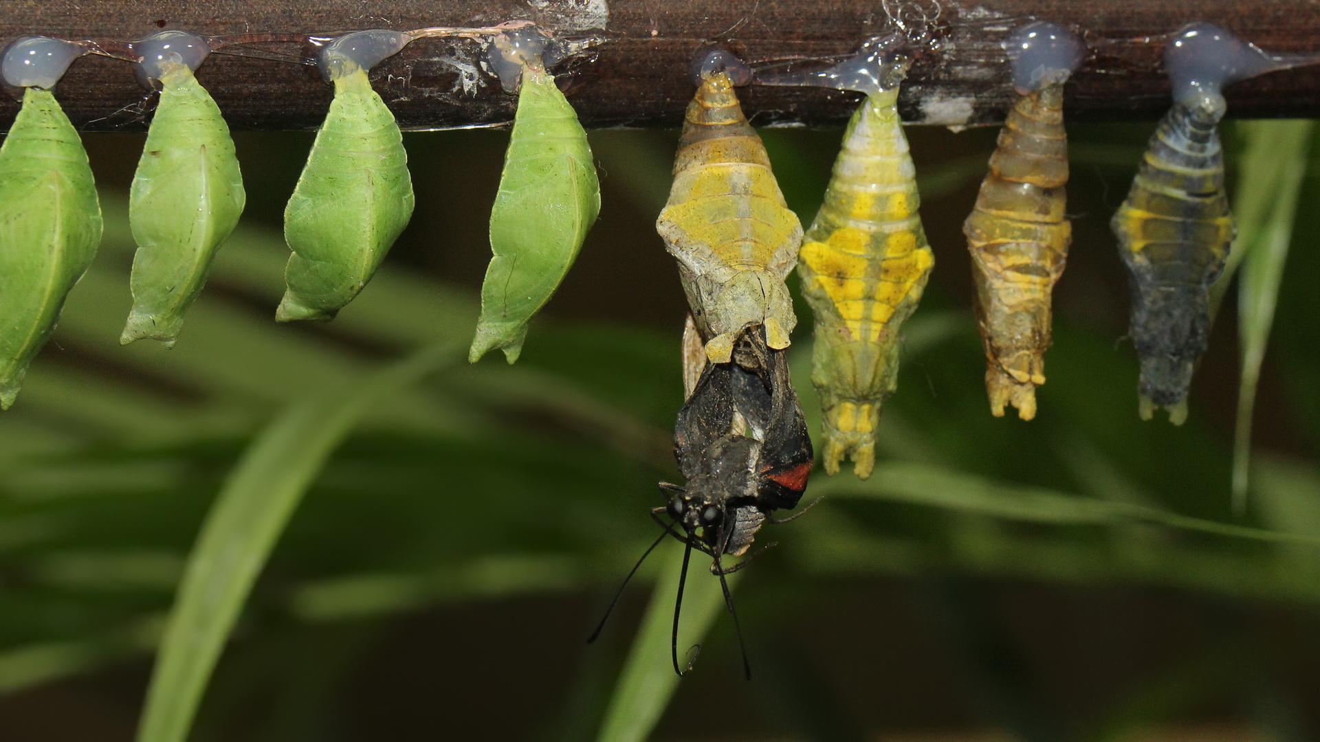 Geburt eines Schmetterlings