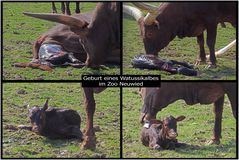 Geburt eines Watussikalbes im Zoo Neuwied