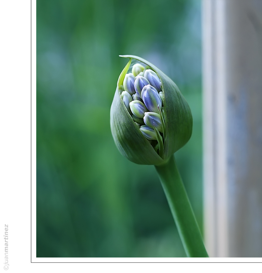 geburt::eines::agapanthus