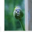 geburt::eines::agapanthus