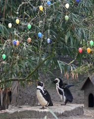 Geburtenkontrolle bei Familie Pinguin!