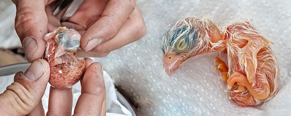 Geburtshilfe: Ganz junger Turmfalke