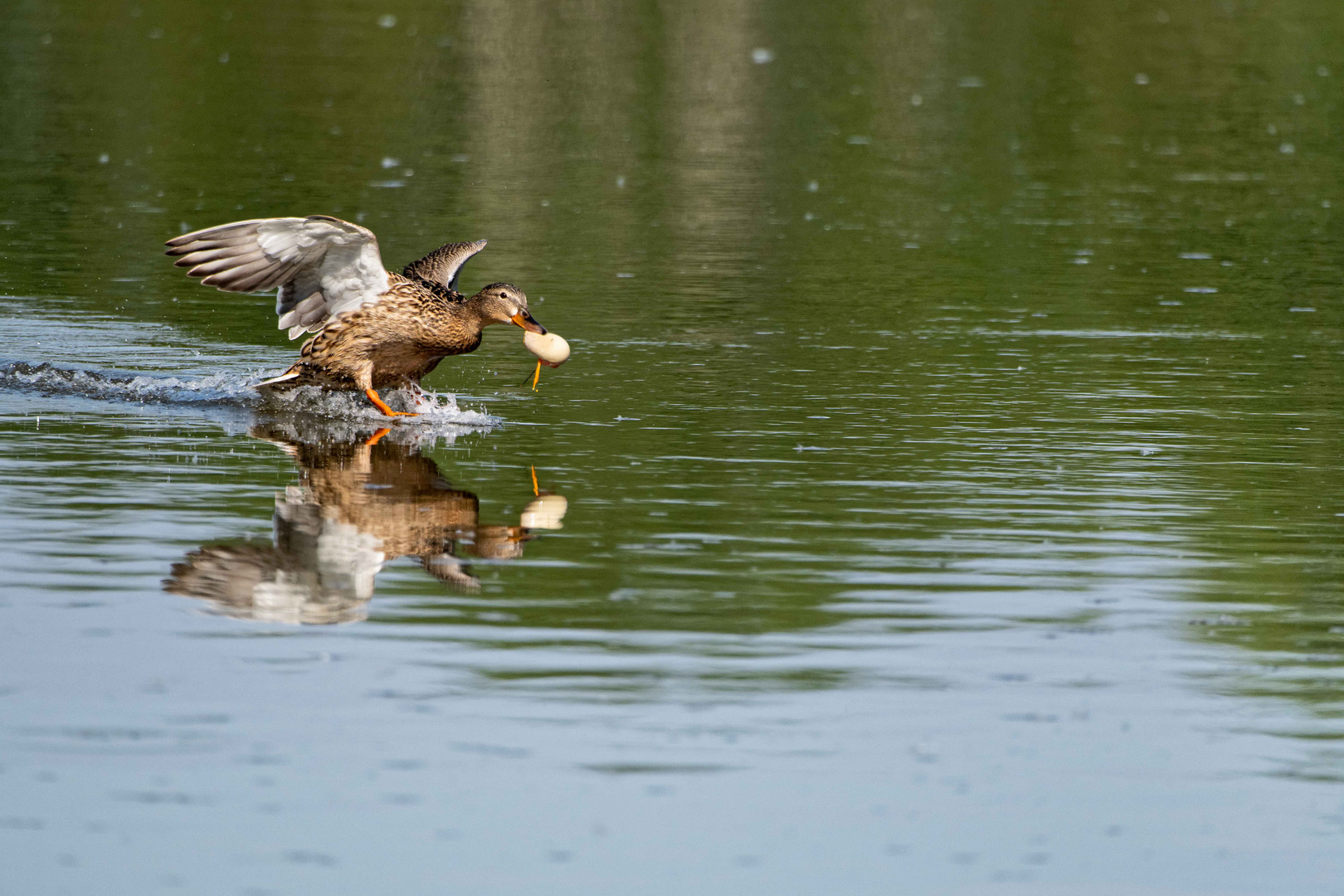 Geburtshilfe scheint diese Ente nicht leisten zu wollen.