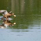 Geburtshilfe scheint diese Ente nicht leisten zu wollen.