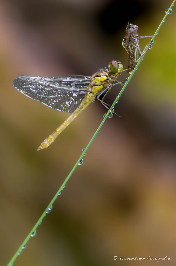 Geburtsstunde einer Libelle