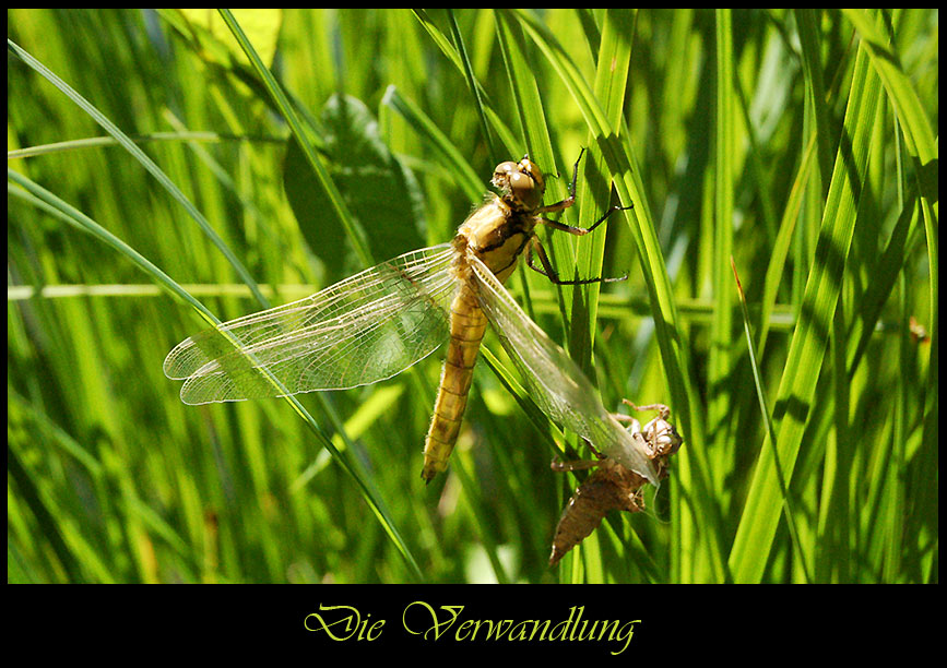 Geburtsstunde eines schnellen Fliegers.