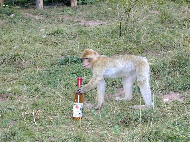 Geburtstag Party mit Wein Marke "Affenschweiss"