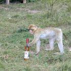 Geburtstag Party mit Wein Marke "Affenschweiss"