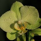 Geburtstags-Orchidee