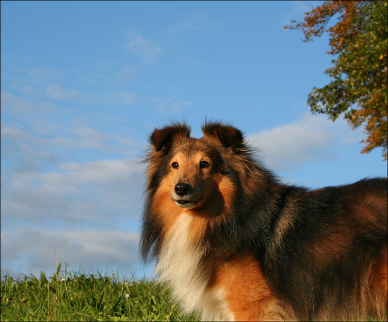 Geburtstags-Sheltie