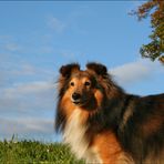 Geburtstags-Sheltie