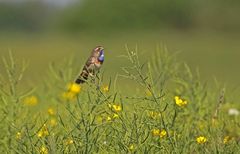 Geburtstags-Ständchen