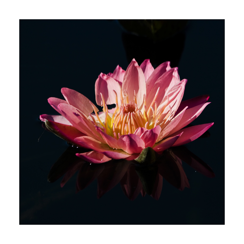 Geburtstagsblümchen Foto & Bild gratulation und feiertage, geburtstag