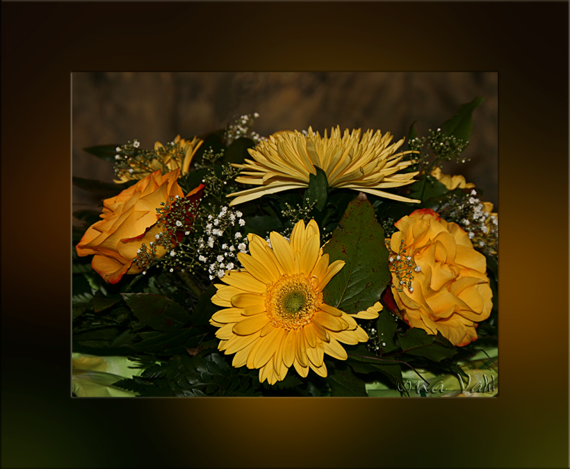 Geburtstagsblümchen Foto & Bild pflanzen, pilze & flechten, blüten