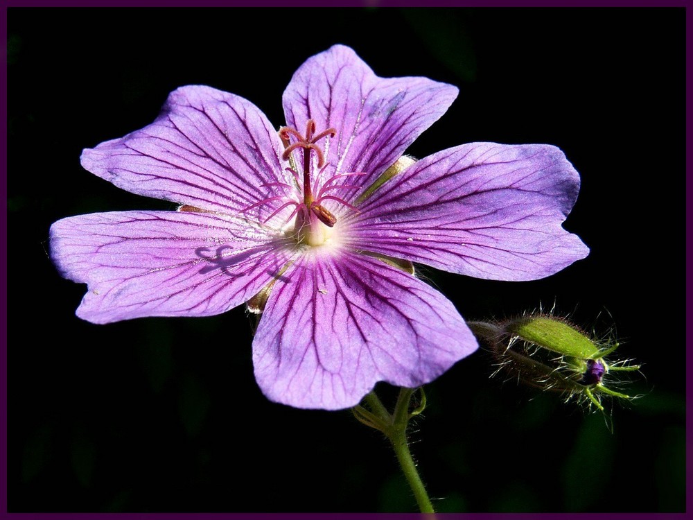 Geburtstagsblümchen