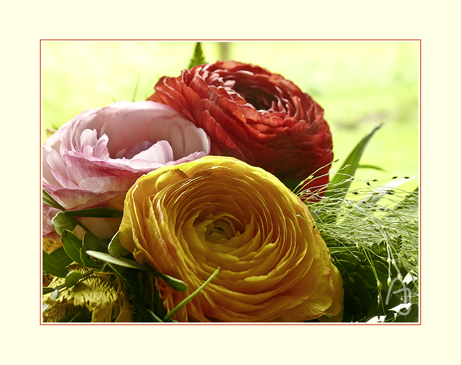 Geburtstagsblumen Foto & Bild | pflanzen, pilze & flechten, blüten