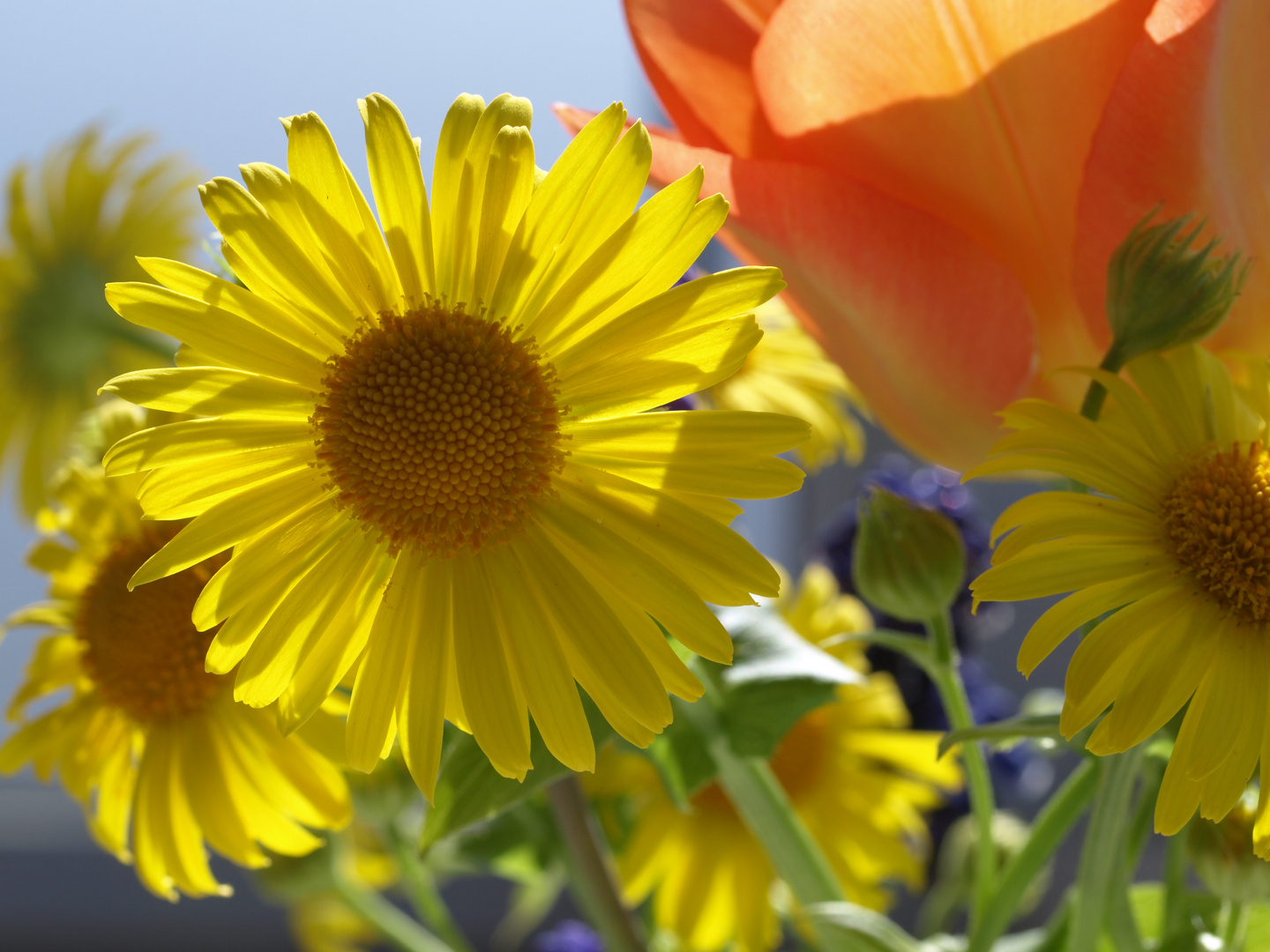 Geburtstagsblumen Foto & Bild | jahreszeiten, frühling, natur Bilder