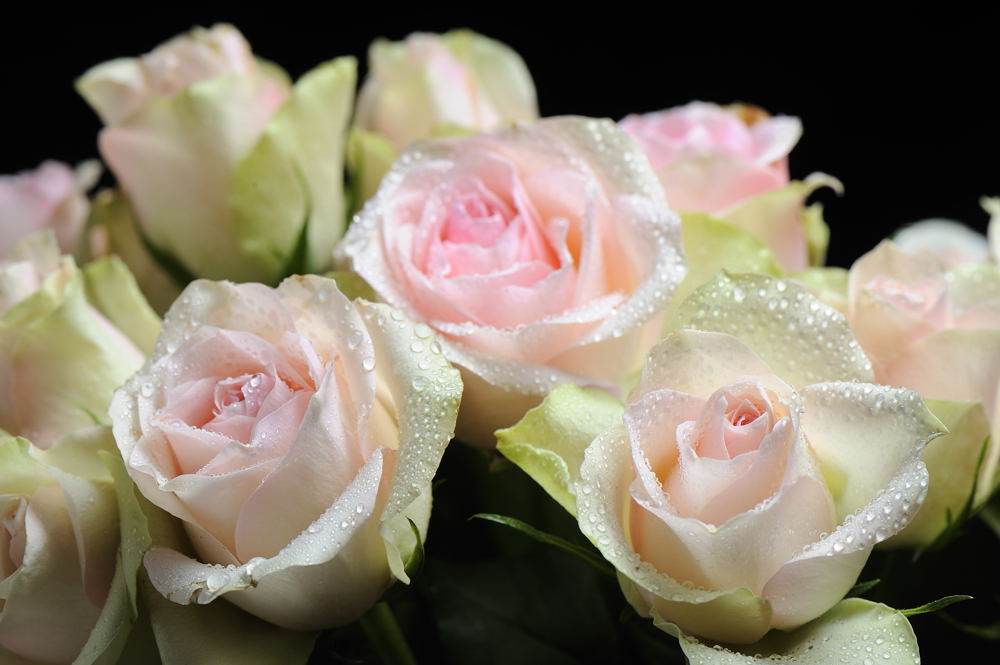 Geburtstagsblumen Foto & Bild | pflanzen, pilze & flechten, blüten