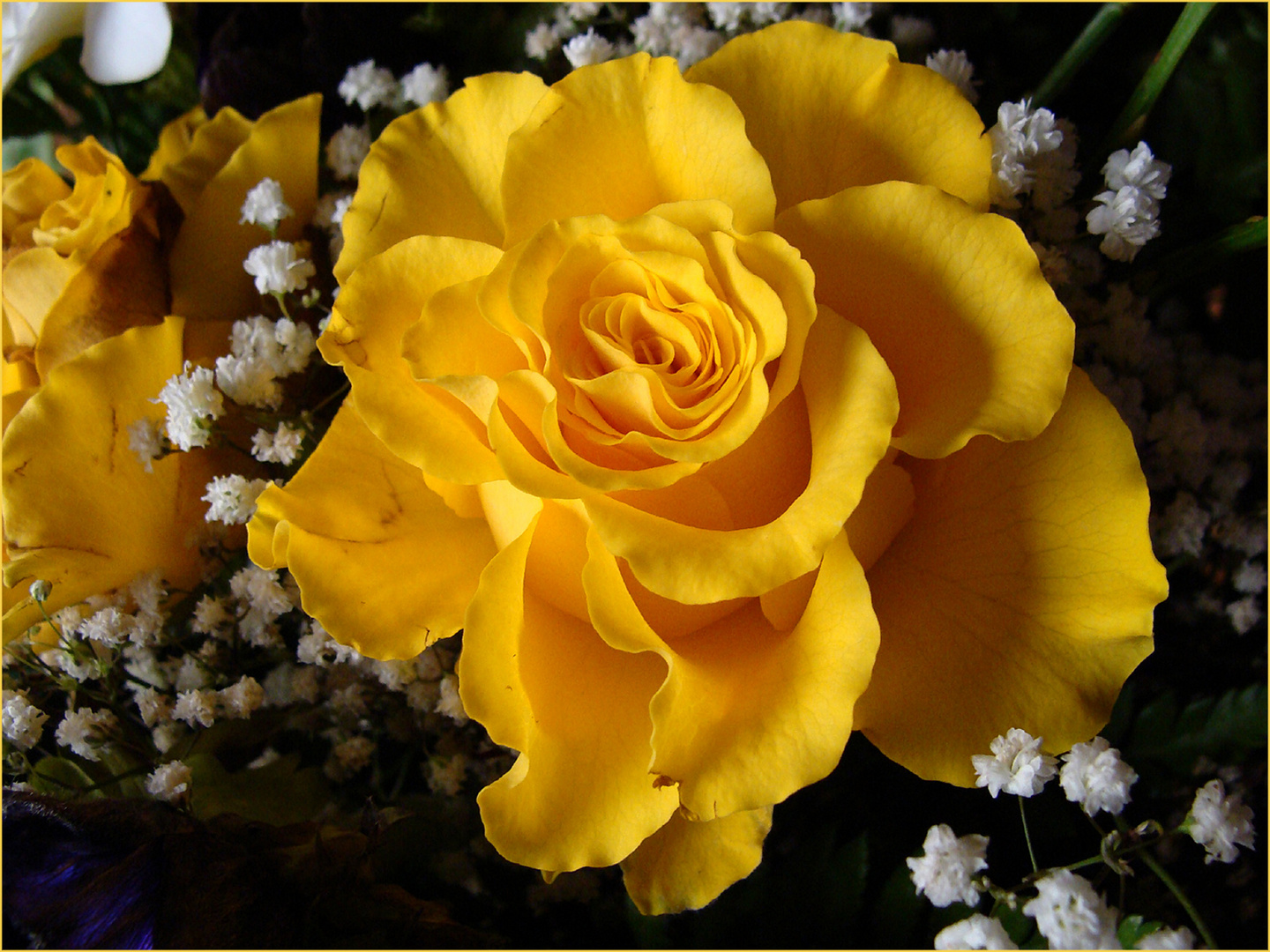 Geburtstagsblumen leicht lädiert ..