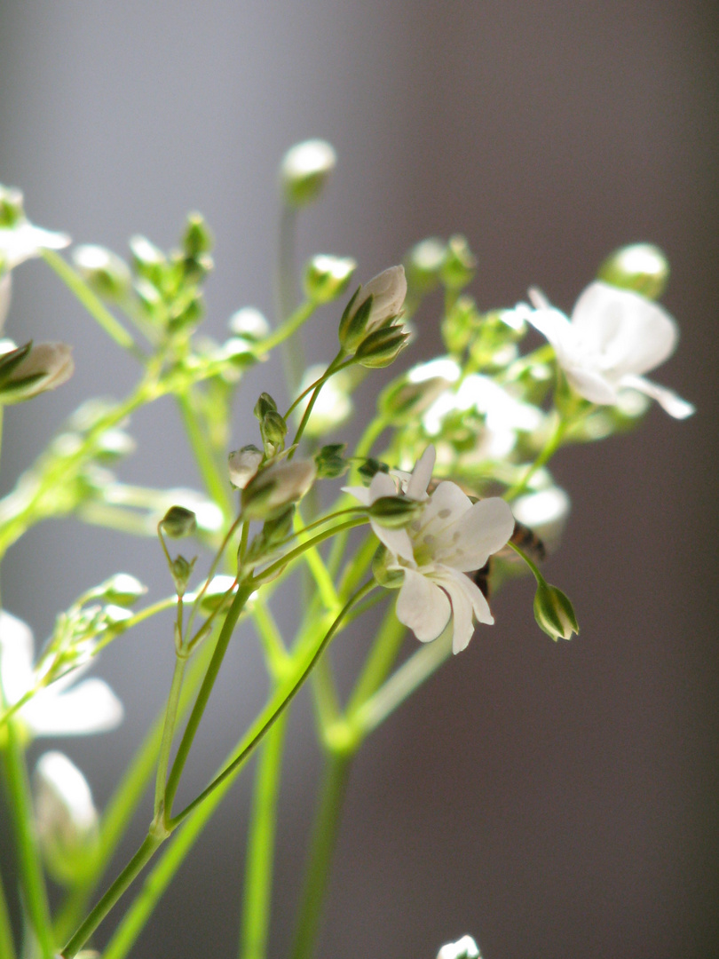 Geburtstagsblumenstrauß