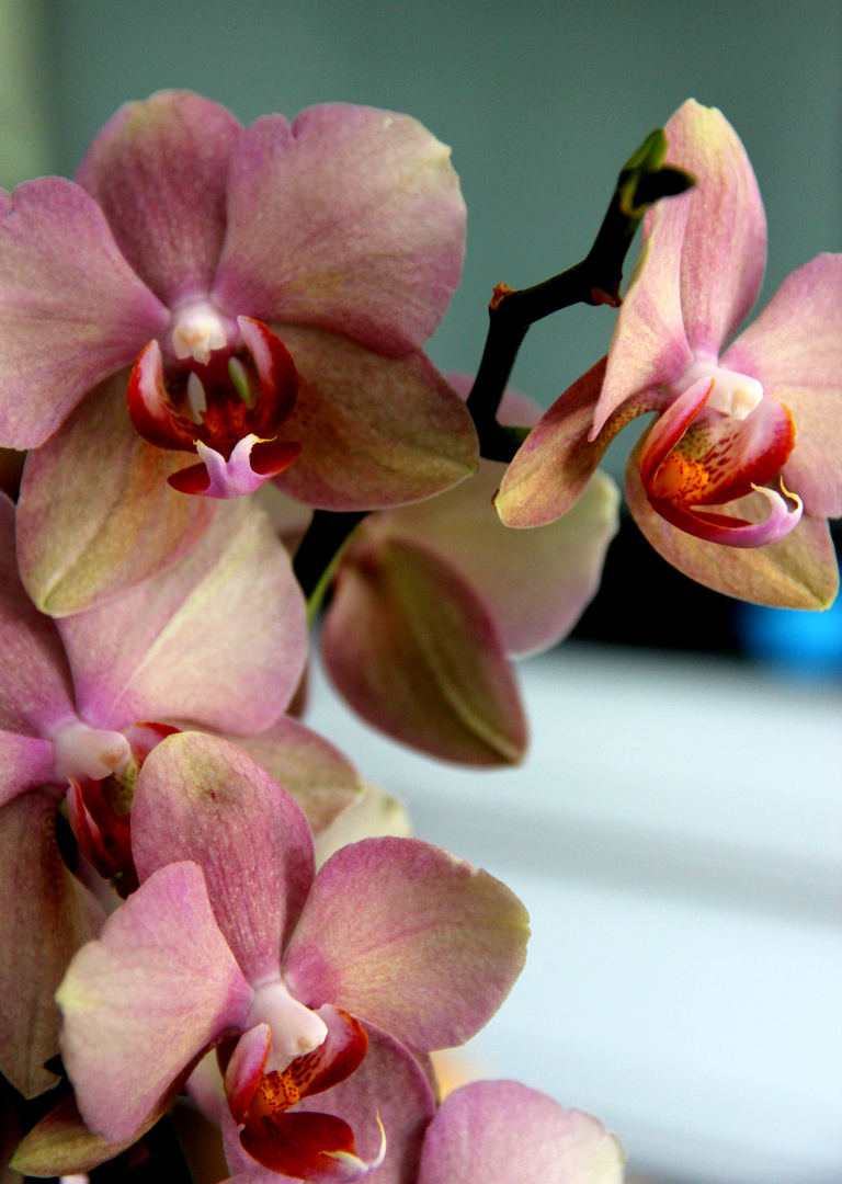 Geburtstagsgeschenk: Orchidee