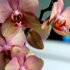 Geburtstagsgeschenk: Orchidee