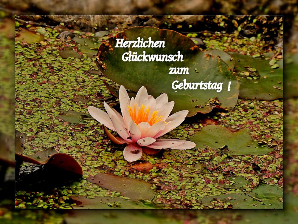 Geburtstagsgrusse Fotos