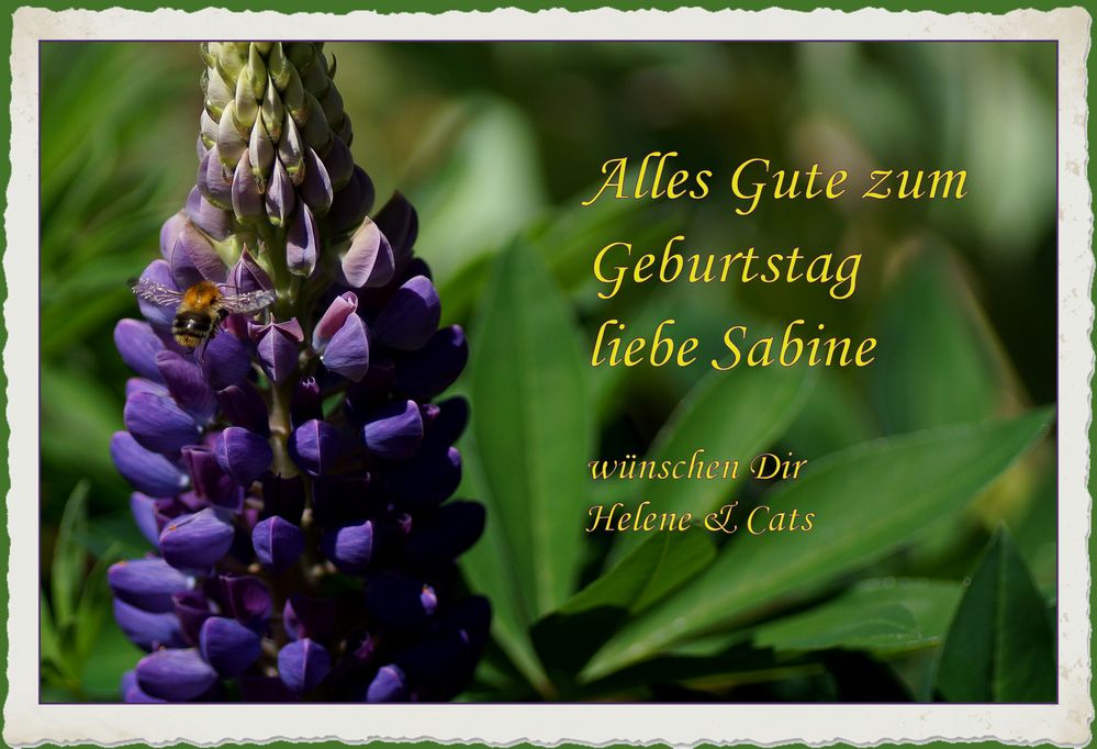 Geburtstagsgrüsse für Sabine Foto & Bild tiere, wildlife, insekten