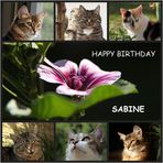 Geburtstagsgrüße für Sabine