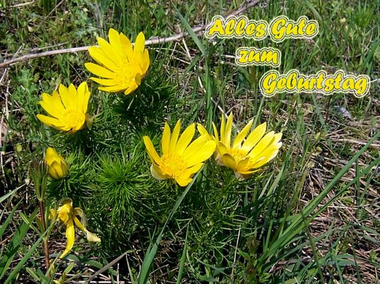 Geburtstagsgruß für Anoli