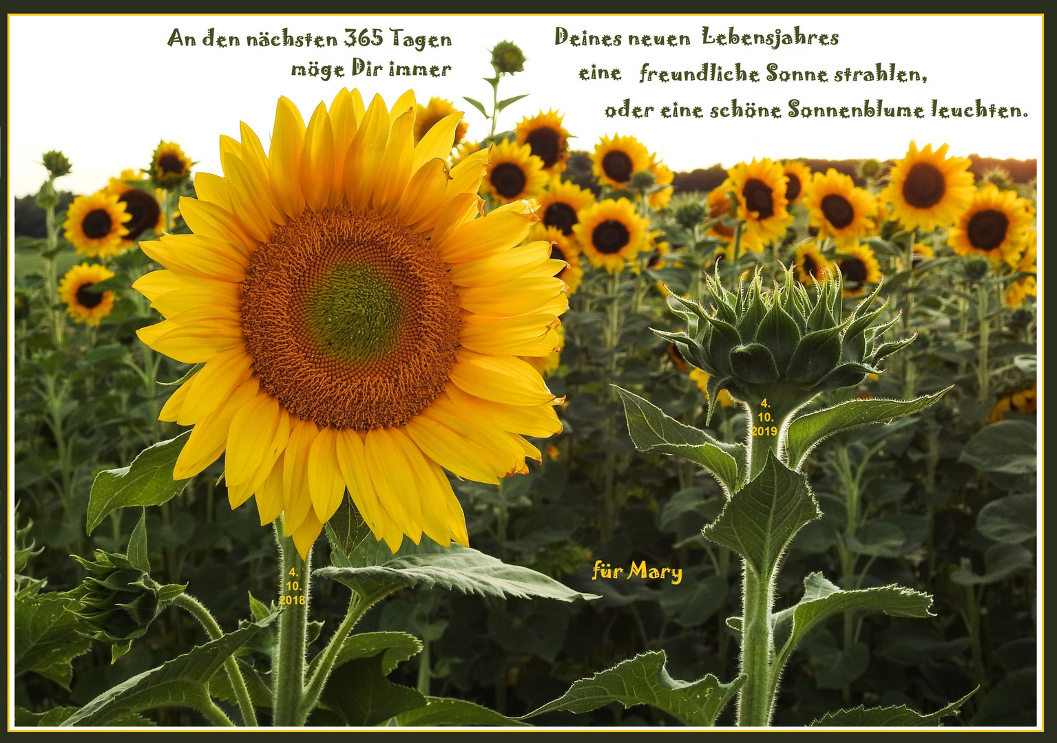 Geburtstagsgrüße Sonnenblume