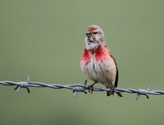 Geburtstagsgruß mit Himbeersoße