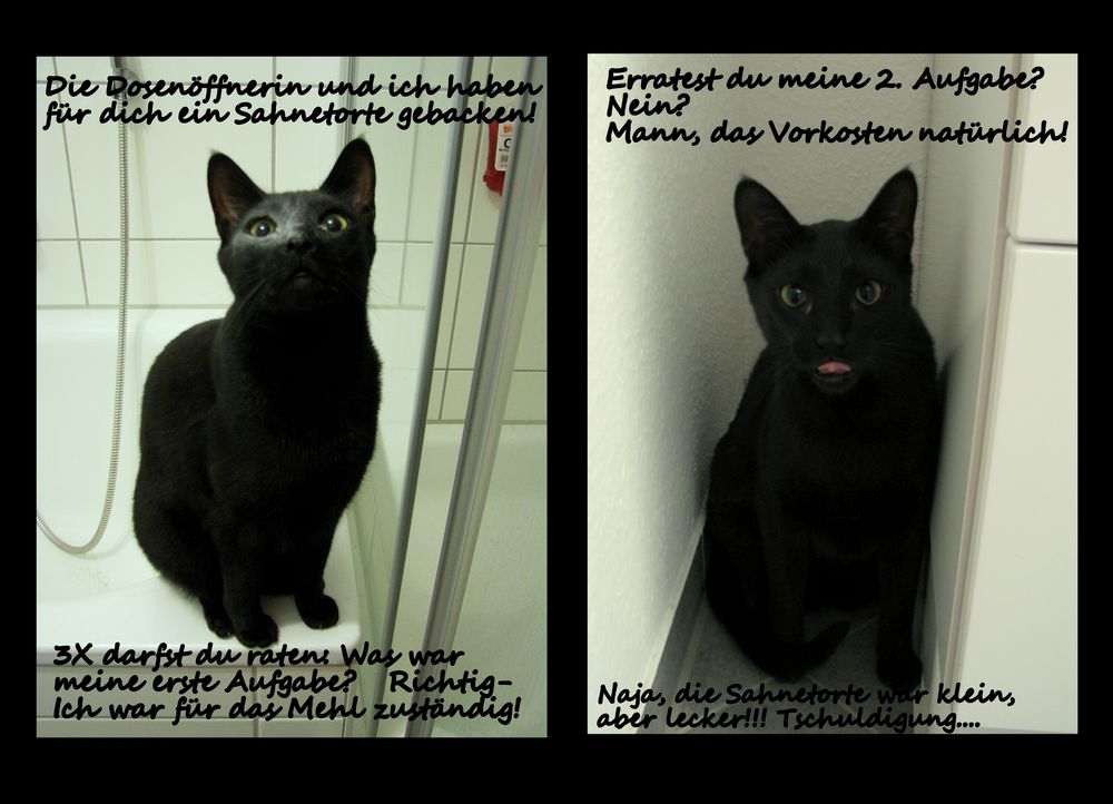 Geburtstagskarte Foto Bild Tiere Haustiere Katzen Bilder Auf Fotocommunity