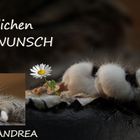 Geburtstags~Pfote~für Andrea