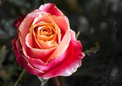 Geburtstagsrose