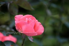 Geburtstagsrose für meine Enkelin