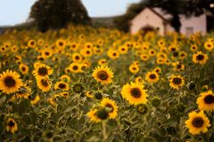 geburtstagssonnenblümchen