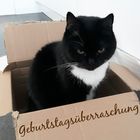 Geburtstagsüberraschung