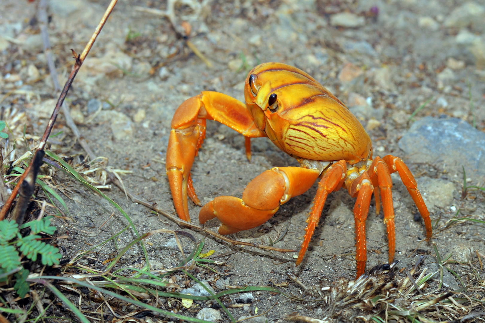 Gecarcinus ruricola