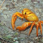 Gecarcinus ruricola