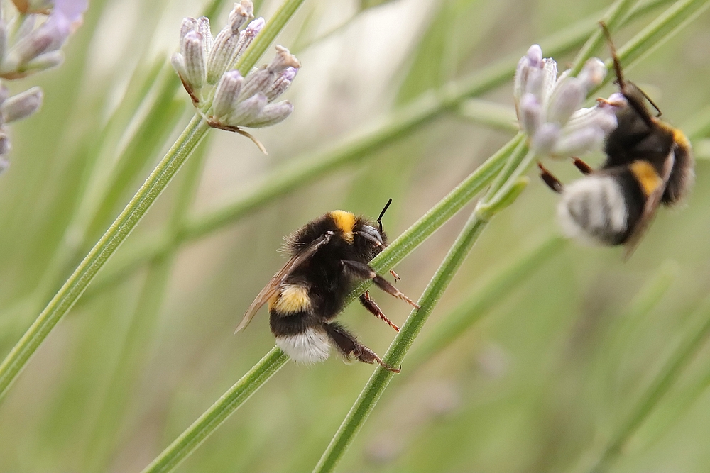 Gechille Hummel